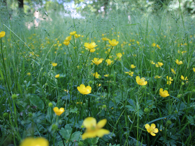 The meadow areas in the Palace Park are as big as five soccer pitches. Photo: Liv Osmundsen, The Royal Court.
